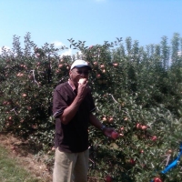 View the album Apple Orchard,22 Aug 12
